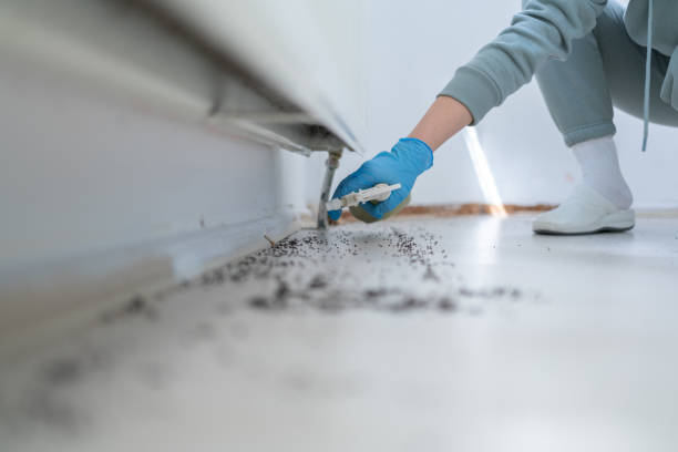 Best Residential Pest Control  in Three Points, AZ